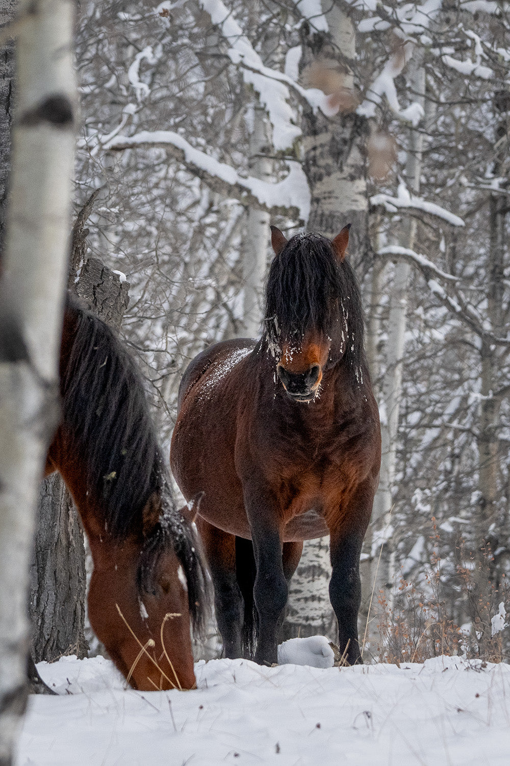 Two Wild Horses in Sundre