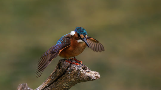 With Open Wings