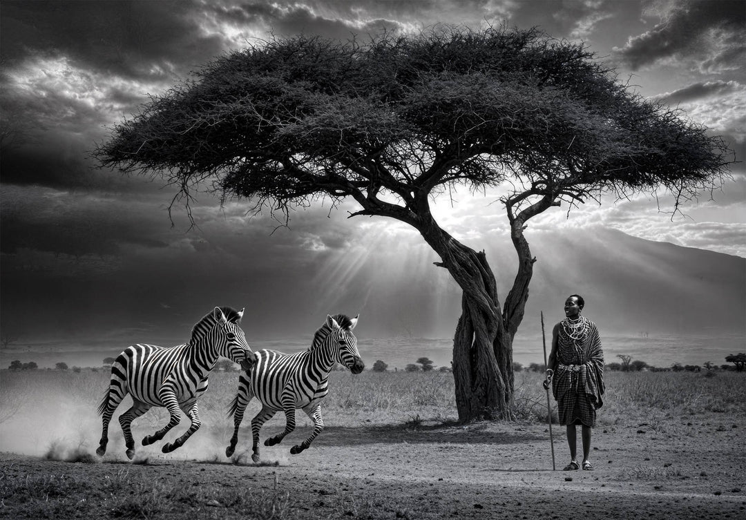 Zebras