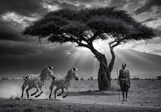 Zebras